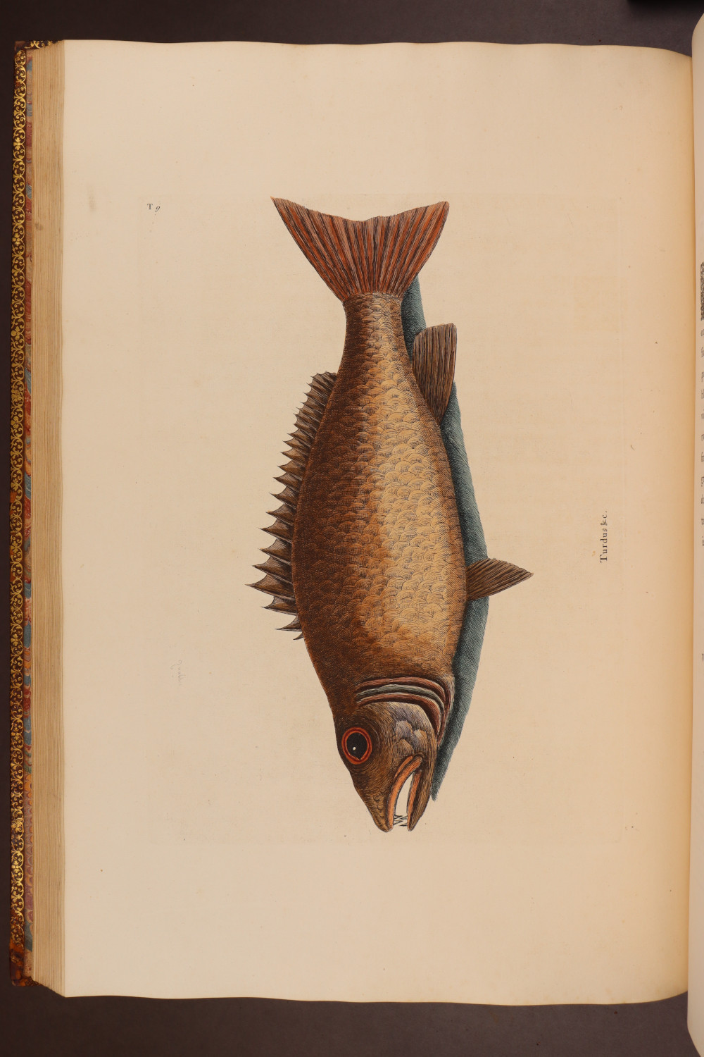 Plate 9